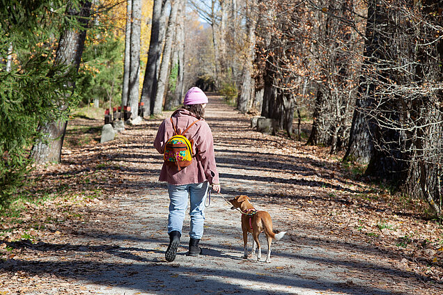 promenade en forêt chien